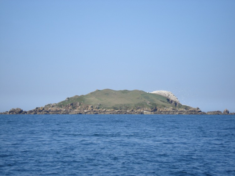 La r�serve ornithologique des 7 Iles. La partie blanche n'est compos�e que de go�lands!